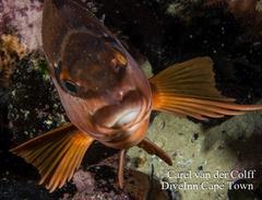 Chirodactylus brachydactylus