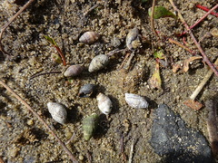 Ophicardelus