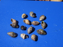 Ophicardelus