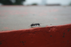 Camponotus