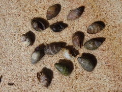 Ophicardelus
