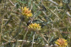 Ericrocis