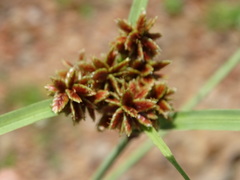 Cyperus sordidus