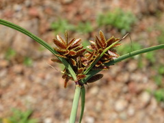 Cyperus sordidus
