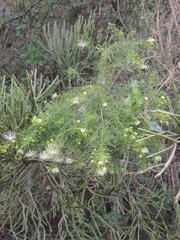 Maerua rosmarinoides