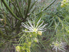 Maerua rosmarinoides