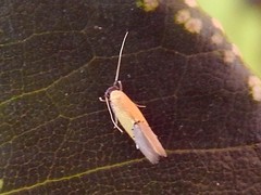 Opogona protodoxa