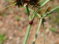 Cyperus sordidus