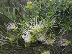 Maerua rosmarinoides