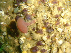Sycozoa