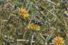 Ericrocis