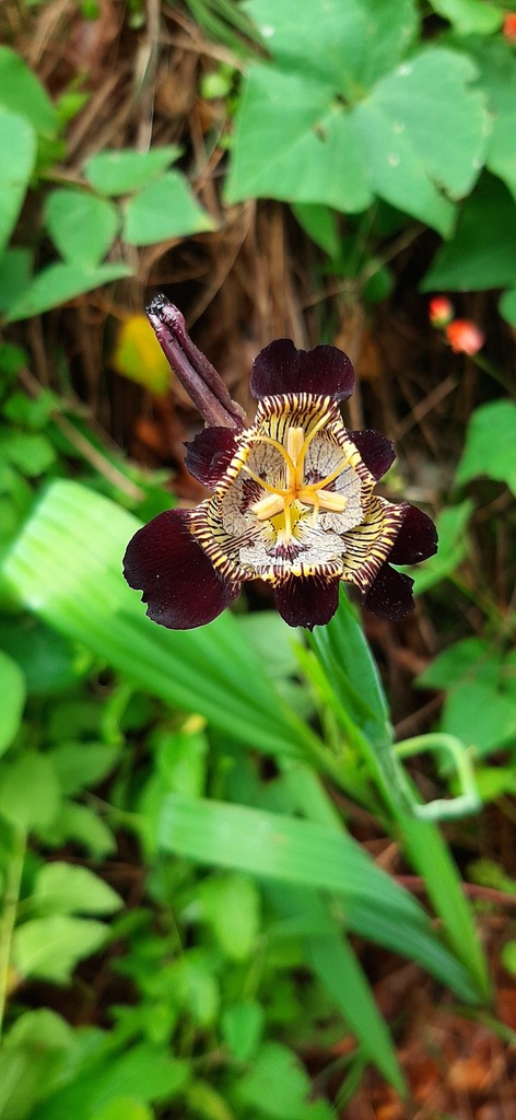Tigridia potosina