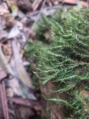 Dicranoloma menziesii