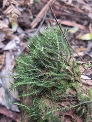 Dicranoloma menziesii