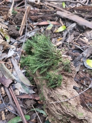Dicranoloma menziesii