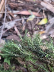 Dicranoloma menziesii