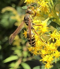 Polistes fuscatus