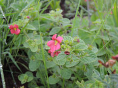 Jamesbrittenia breviflora