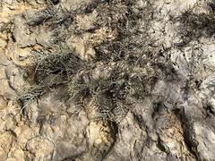 Tecticornia indica