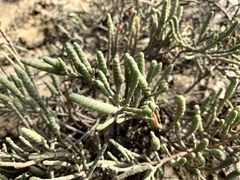 Tecticornia indica