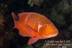 Chrysoblephus laticeps