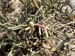 Tecticornia indica