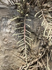 Tecticornia indica