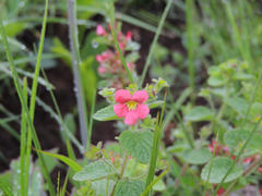 Jamesbrittenia breviflora