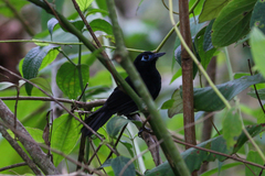 Hafferia zeledoni