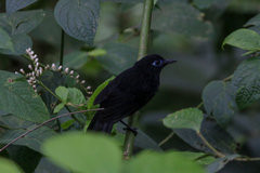 Hafferia zeledoni