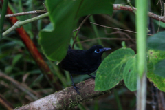 Hafferia zeledoni