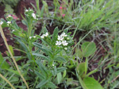 Lithospermum papillosum