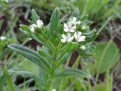 Lithospermum papillosum