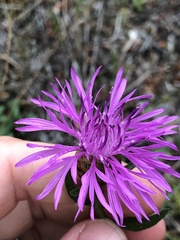 Centaurea × gerstlaueri