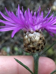 Centaurea × gerstlaueri