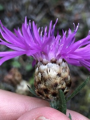 Centaurea × gerstlaueri