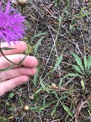Centaurea × gerstlaueri