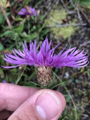Centaurea × gerstlaueri