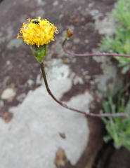 Senecio asperulus