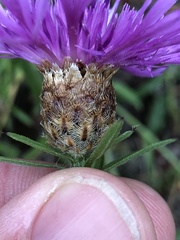 Centaurea × gerstlaueri