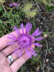 Centaurea × gerstlaueri