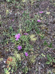 Centaurea × gerstlaueri