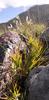 Langeberg Rambling Aloe - Photo (c) Nick Helme, some rights reserved (CC BY-SA), uploaded by Nick Helme