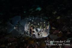 Cyclichthys orbicularis