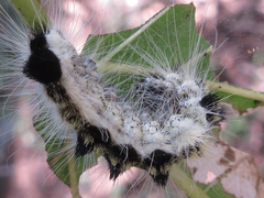 Acronicta major
