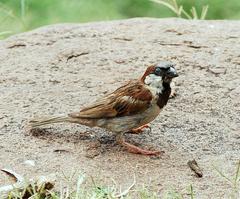 Passer domesticus indicus