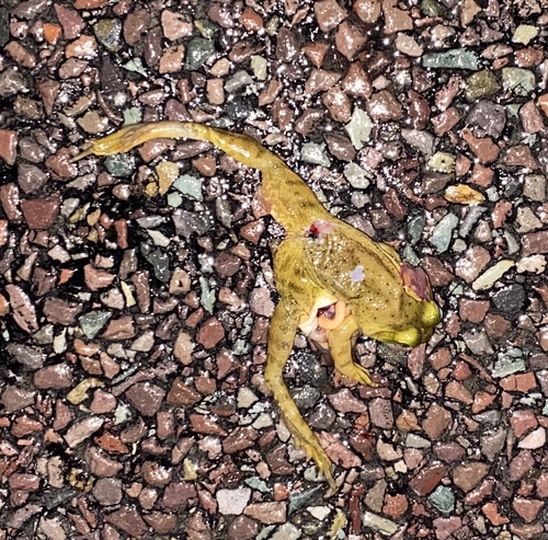 American Bullfrog photographed in Montana
