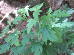 Chrysanthemum lavandulifolium