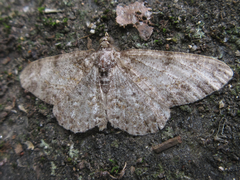Protoboarmia simpliciaria