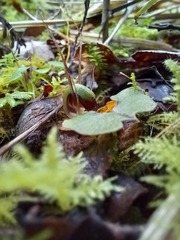 Corybas hypogaeus